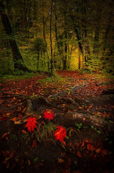 Eine Malerische Allee Herbstlichen Wald — Stockfoto