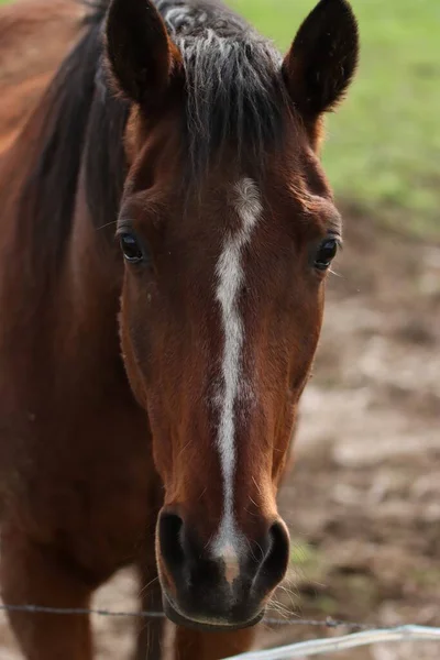 背景がぼやけている美しい茶色の馬の鼻の垂直ショット — ストック写真