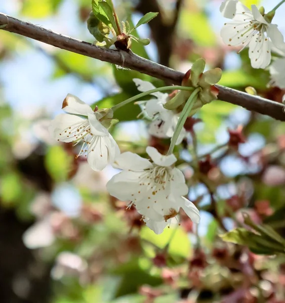 Gros Plan Fleurs Cerisier Dans Une Forêt Pendant Journée — Photo