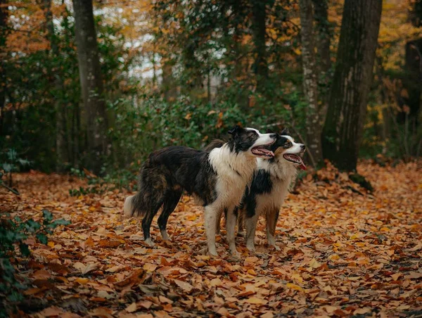 Roztomilí Hraniční Kolie Psi Podzimním Lese — Stock fotografie