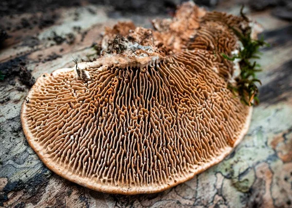 Eine Nahaufnahme Eines Pilzes Namens Gloeophyllum Auf Einem Baum — Stockfoto