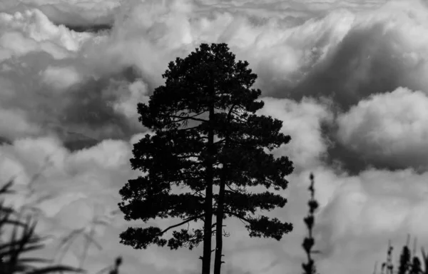 Низький Кут Високого Самотнього Дерева Драматичними Хмарами Задньому Плані Сірий — стокове фото