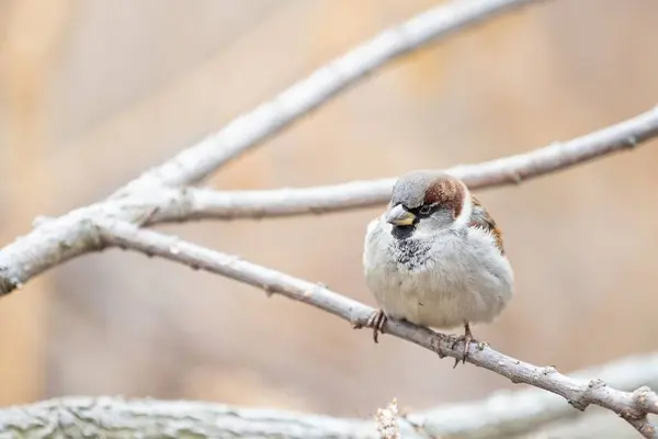 House Sparrow Așezat Ramură Fundal Neclar — Fotografie, imagine de stoc
