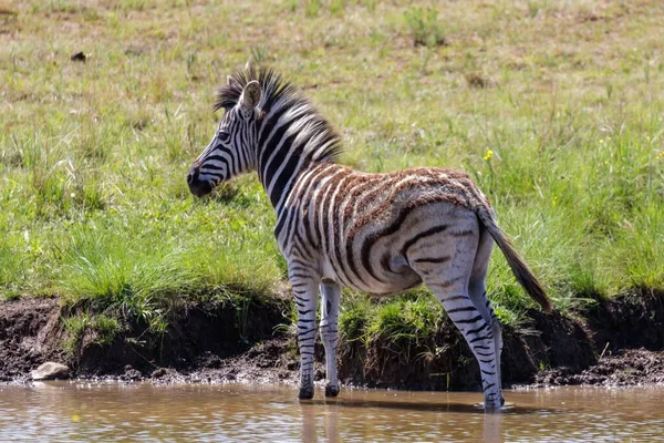 Een Prachtig Shot Van Een Jonge Zebra Het Wild Rietvlei — Stockfoto