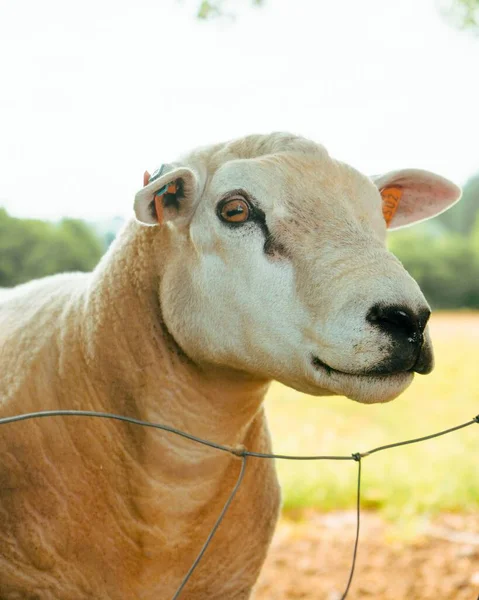 Vertical Closeup Shot Strong Muscular Sheep Fence — Stock Photo, Image