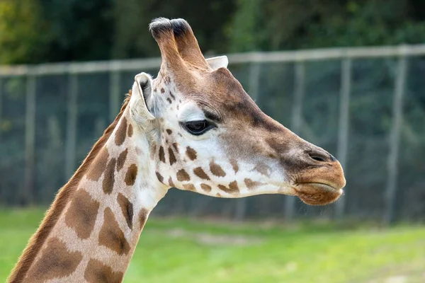 Primo Piano Selettivo Una Giraffa Giraffa Con Bellissimi Modelli Cappotto — Foto Stock