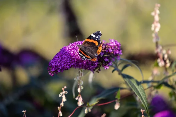 Крупный План Бабочки Сидящей Лаванде Размытом Фоне — стоковое фото
