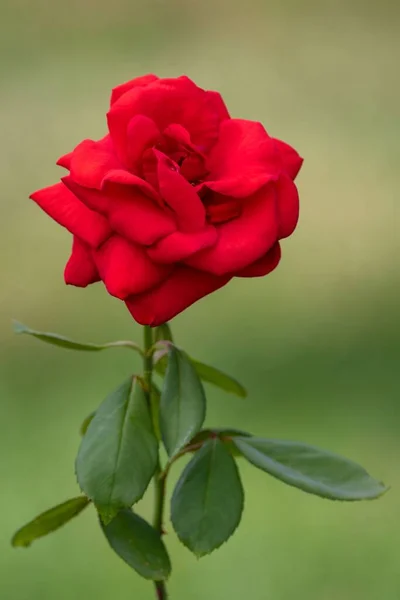Tiro Vertical Uma Bela Rosa Vermelha — Fotografia de Stock