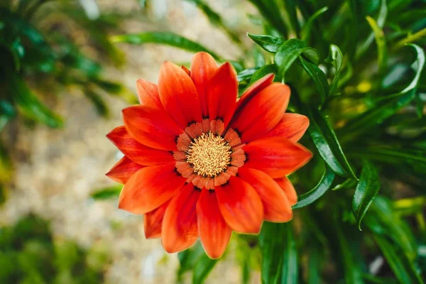 Eine Nahaufnahme Einer Gazania Blume Singapur Gardens Bay — Stockfoto