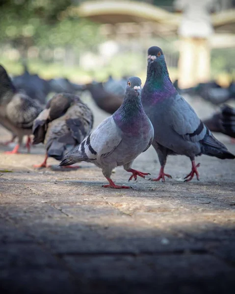 Ein Blick Auf Tauben Die Auf Dem Boden Hocken — Stockfoto