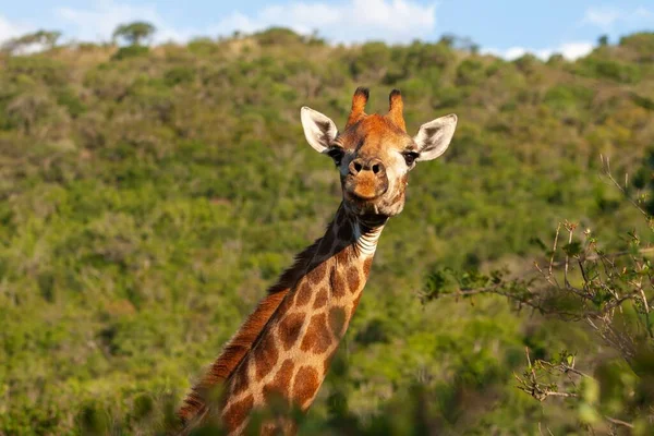 Retrato Una Jirafa Parque Hluhluwe Imfolozi Kwazulu Natal Sudáfrica — Foto de Stock