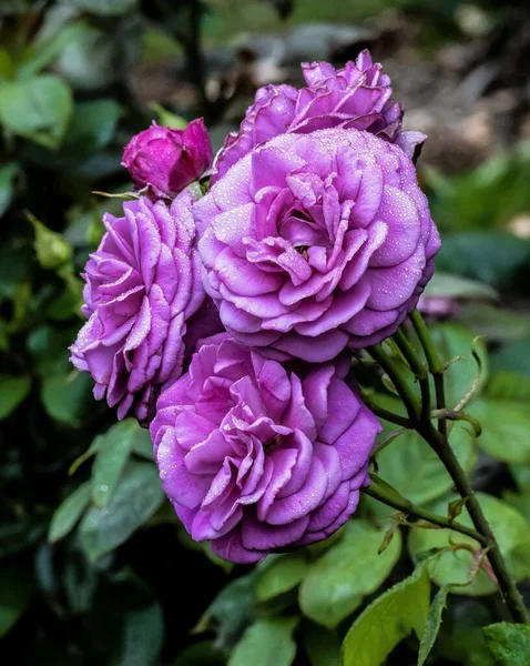 Крупный План Фиолетовых Роз Размытом Фоне — стоковое фото