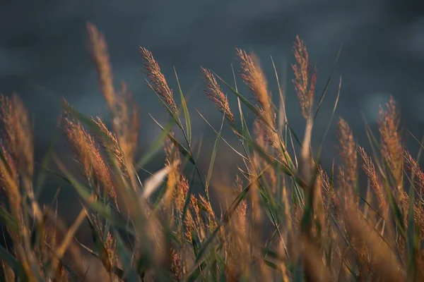 Closeup Shot Grain Growth Wheat Field Blur Background — Stock Photo, Image