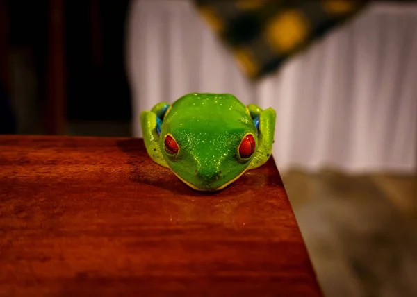 Tahta Bir Masada Kırmızı Gözlü Ağaç Kurbağasının Yakın Çekimi — Stok fotoğraf