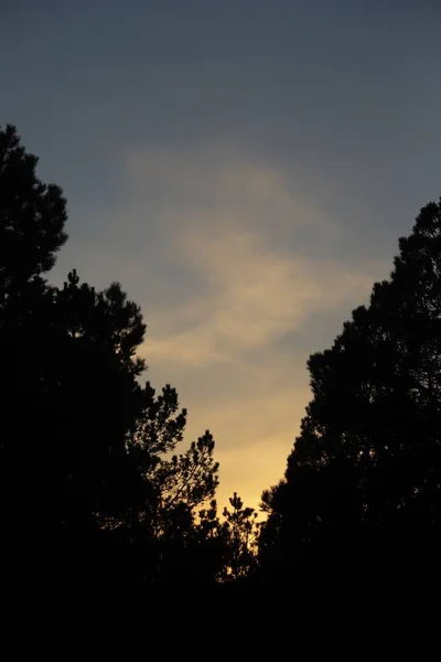 Eine Baumsilhouette Wald Während Des Sonnenuntergangs — Stockfoto