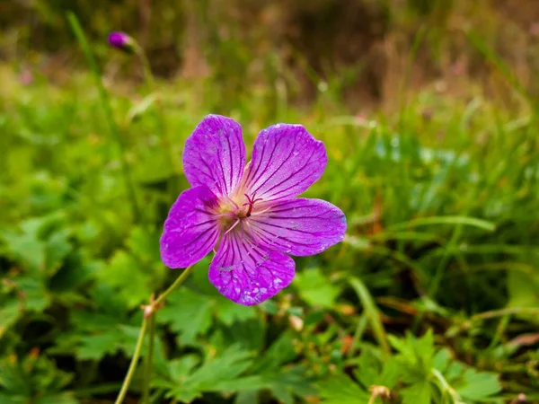 Closeup Shot Purple Marsh Geranium Flower Green Grass Background — Stock Photo, Image