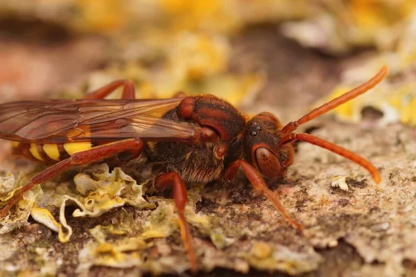 Naturlig Närbild Färgglada Röda Smakrika Nomad Bee Nomada Flava Sitter — Stockfoto