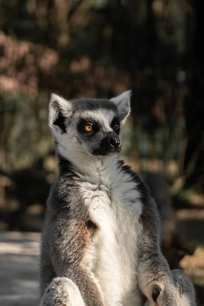 Ringsvansad Lemur Isolerad Suddig Bakgrund — Stockfoto