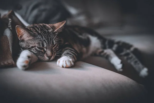 Gato Doméstico Sonolento Deitado Uma Cama Casa Relaxante — Fotografia de Stock