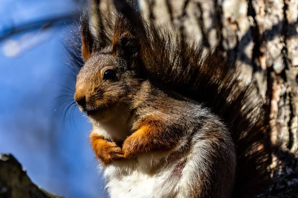 一只可爱的松鼠在公园的树枝上的特写镜头 — 图库照片