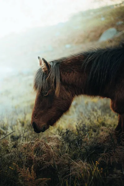 在模糊的背景下 一匹棕色冰岛马的垂直特写 — 图库照片