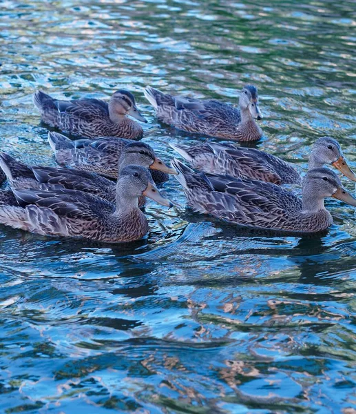 Nur Ein Paar Kleine Enten Einem Teich Einem Sommertag — Stockfoto