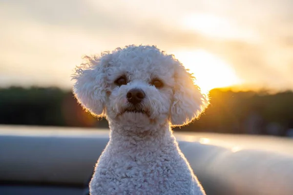 Retrato Foco Raso Adorável Toy Poodle Branco Com Sol Brilhante — Fotografia de Stock