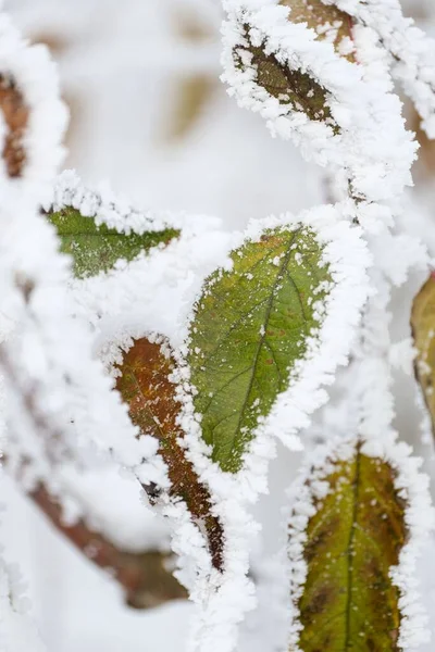 Вертикальный Крупный План Зеленых Коричневых Листьев Покрытых Снегом Размытом Фоне — стоковое фото
