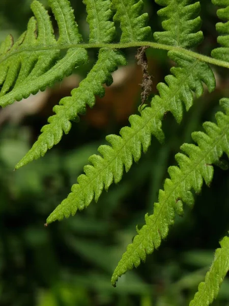 ライセンスシダ植物の垂直マクロショットは緑に葉します — ストック写真