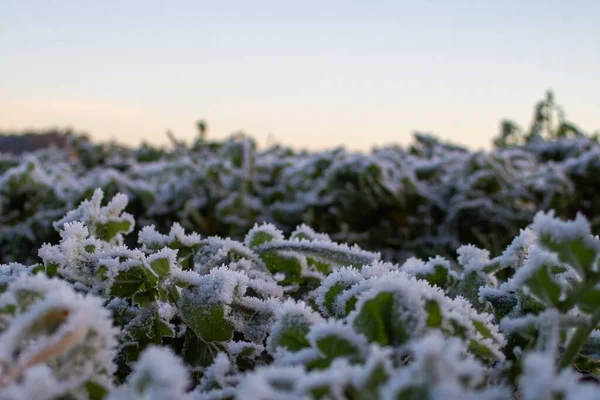 Kar Buzla Kaplı Yabani Bitki Örtüsünün Yeşil Yapraklarına Yakın Çekim — Stok fotoğraf
