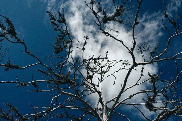 在明亮的蓝天下 在一棵树上用光秃秃的树枝拍摄的低角度照片 — 图库照片