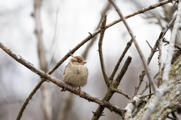 House Sparrow Sedí Větvi Rozmazaném Pozadí — Stock fotografie