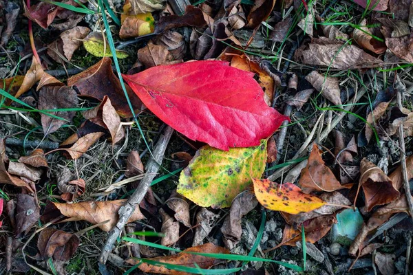 Zbliżenie Ujęcia Upadłych Jesiennych Liści Ziemi — Zdjęcie stockowe