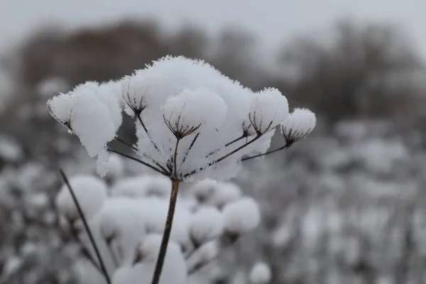 Крупним Планом Знімок Замороженої Квіткової Рослини — стокове фото
