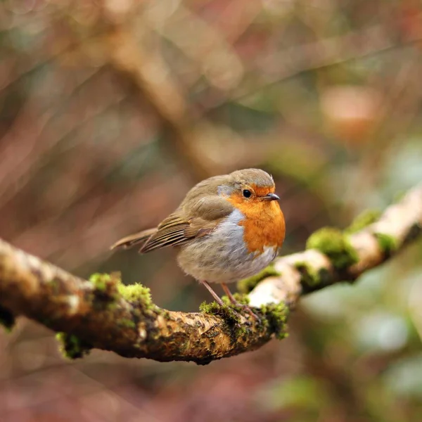 Uma Visão Close Bonito Robin Empoleirado Galho Árvore — Fotografia de Stock