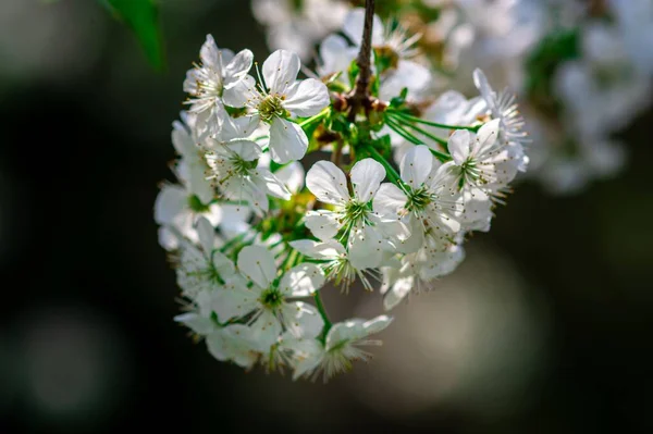 Güzel Çiçekleri Olan Bir Dala Yakın Çekim — Stok fotoğraf