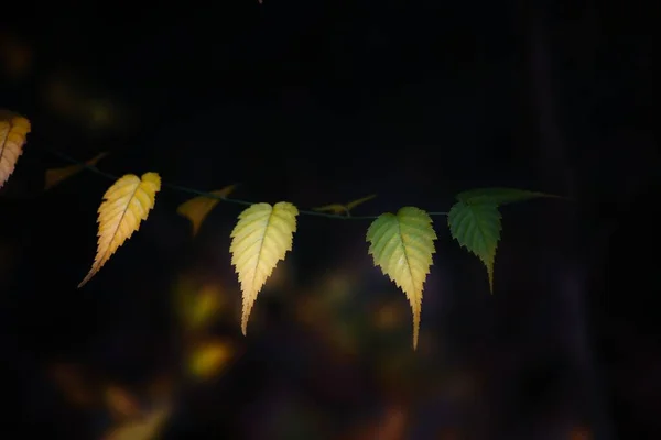 Arka Planda Bulanık Sarı Yeşil Yaprakların Yakın Plan Çekimi — Stok fotoğraf