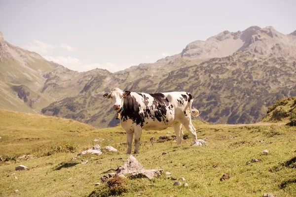 Primer Plano Una Hermosa Vaca Pastando Cerca Las Montañas Vorarlberg — Foto de Stock