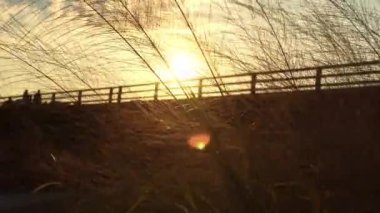 Gün batımında bir çitin siluetine karşı seçici bir çimen