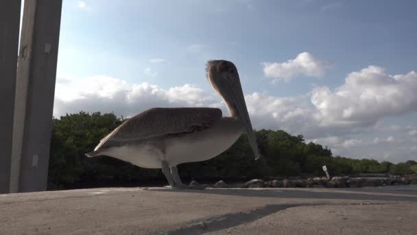 Närbild Pelikansk Fågel Placerad Ett Havsbad Vid Boynton Beach Inlet — Stockvideo