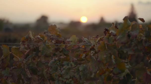 Vineyard Sunset High Quality Fullhd Footage — Wideo stockowe