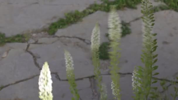 Eine Nahaufnahme Von Eremurus Blumen Die Sich Wind Bewegen — Stockvideo