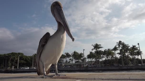 Primer Plano Pájaro Pelícano Posado Malecón Boynton Beach Inlet Park — Vídeo de stock