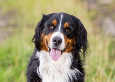 Bernese Dağ Köpeği 'nin parkta çekilmiş yakın çekimi.