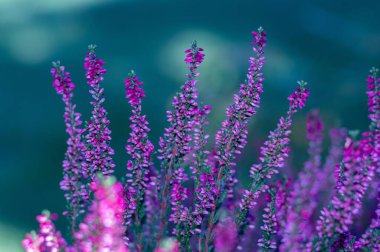 Bahçedeki heather 'ın seçici odak noktası.