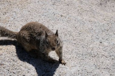 Kayanın üzerindeki sincabın yakın çekimi.