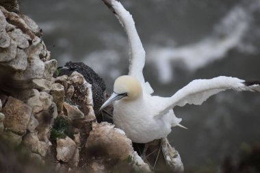 Kuzey sümsük kuşu kayalara tünemiş.