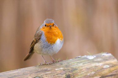 Bulanık arka plandaki ahşap çitin üzerinde dinlenen küçük sevimli bir Avrupa bülbülü (Erithacus rubecula)