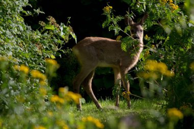 Çalılıklarda saklanan geyik yavrusu manzarası.