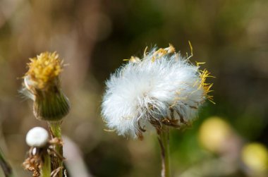 Güzel bir karahindibanın yakın çekimi.